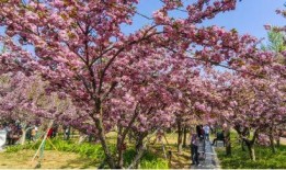 樱花最新爆料更新版本,版本更新揭秘，全新玩法等你来体验！